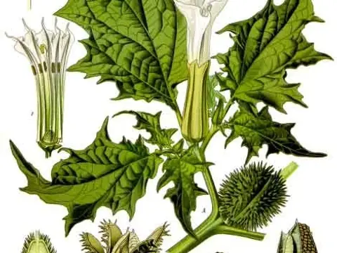 Datura (Datura stramonium)