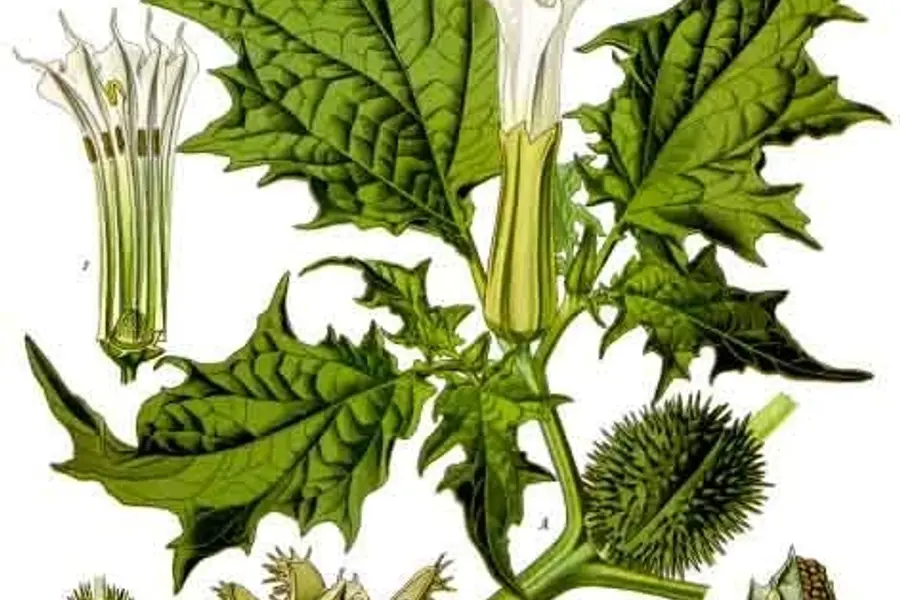 Datura (Datura stramonium)