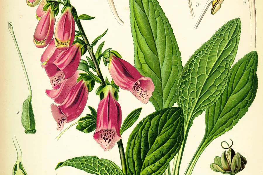 Digitale (Digitalis purpurea)