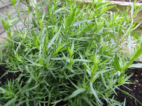 Estragon (Artemisia dracunculus)
