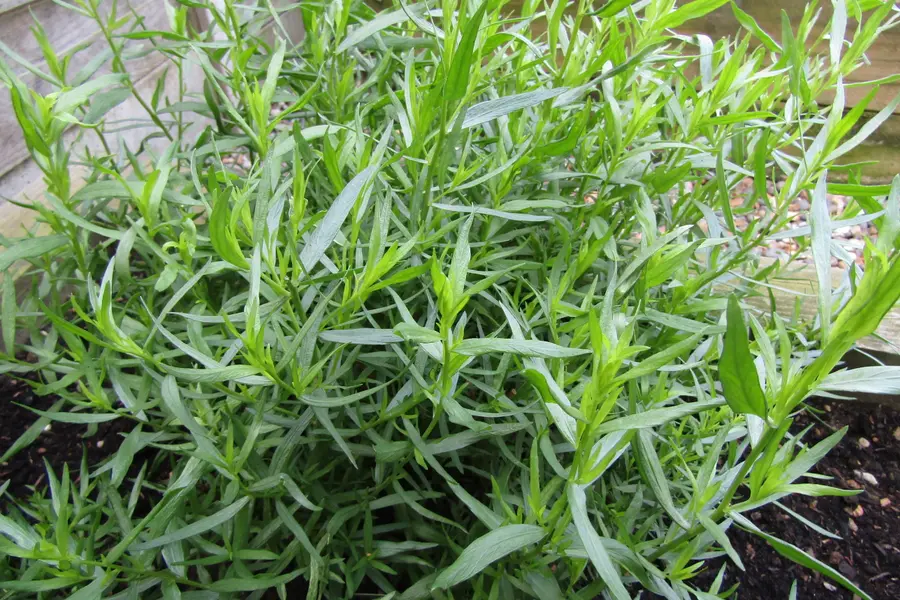 Estragon (Artemisia dracunculus)