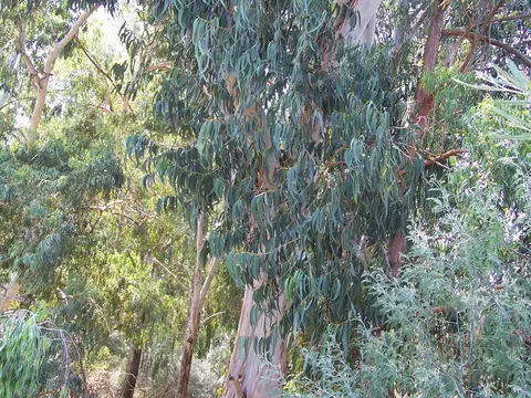 Eucalyptus (Eucalyptus globulus)