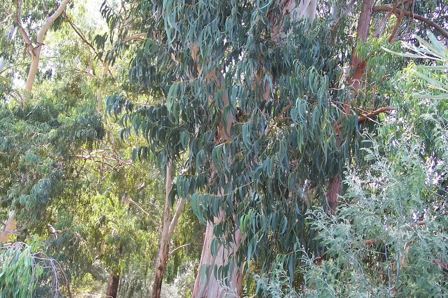 Eucalyptus (Eucalyptus globulus)