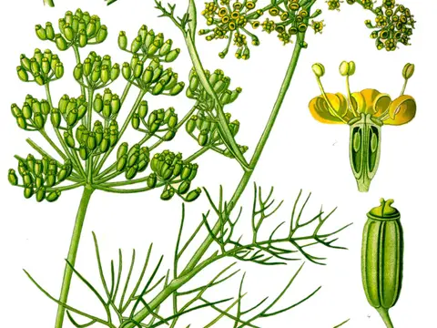 Fenouil (Foeniculum vulgare)