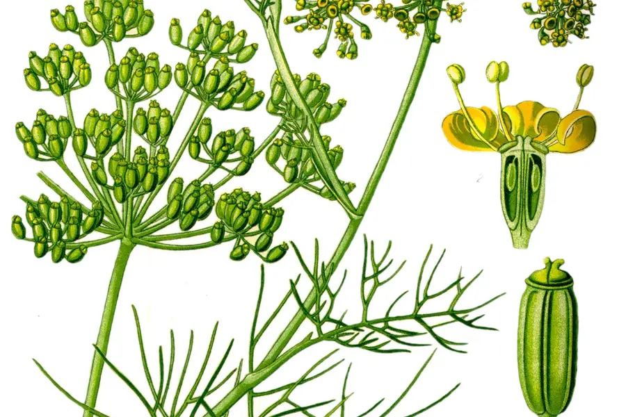 Fenouil (Foeniculum vulgare)