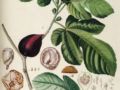 Figuier (Ficus carica)