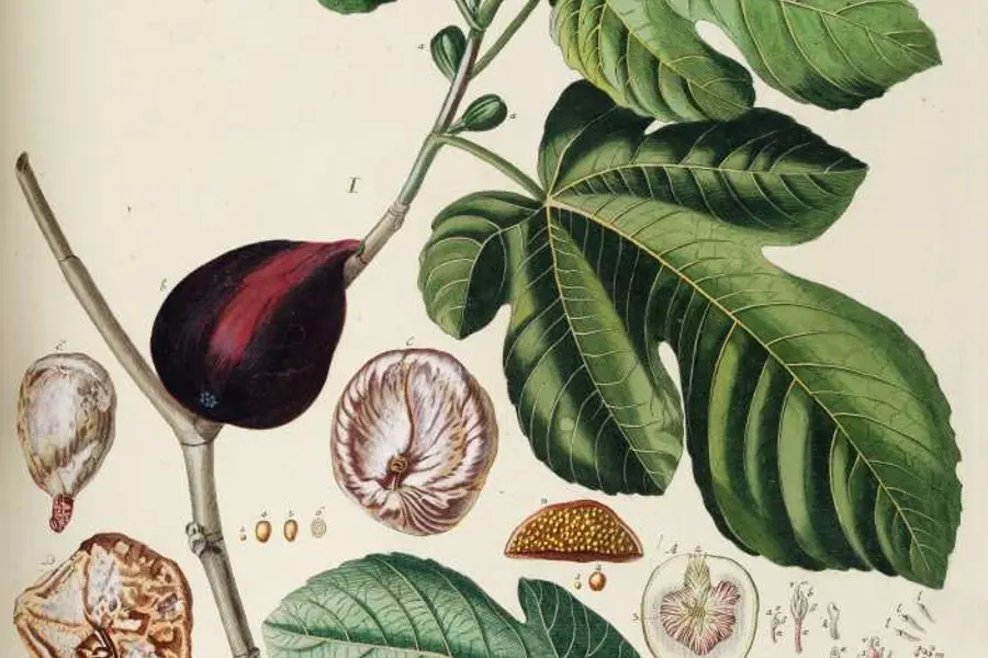 Figuier (Ficus carica)