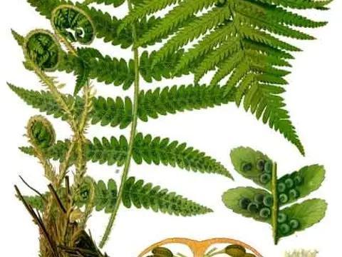 Fougère mâle (Dryopteris filix-mas)