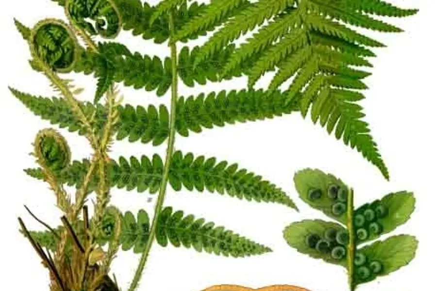 Fougère mâle (Dryopteris filix-mas)