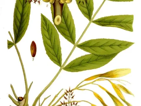 Frêne (Fraxinus excelsior)