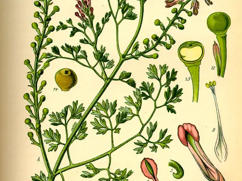 Fumeterre (Fumaria officinalis)