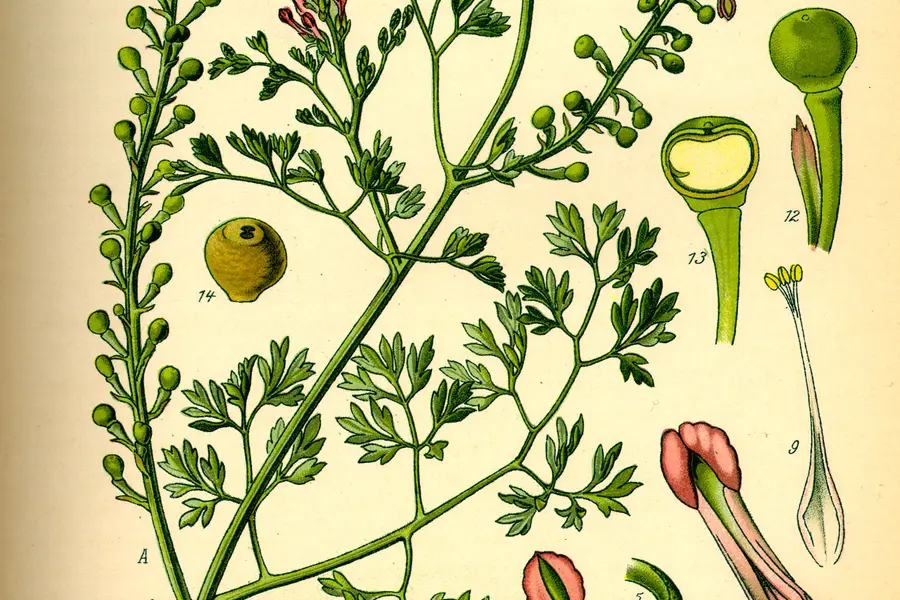 Fumeterre (Fumaria officinalis)