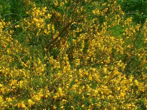 Genêt à balais (Cytisus scoparius)
