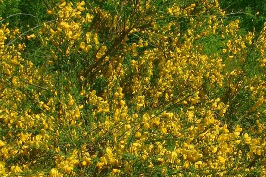 Genêt à balais (Cytisus scoparius)