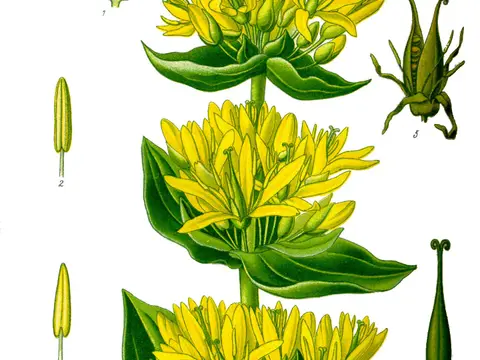 Gentiane jaune (Gentiana lutea)