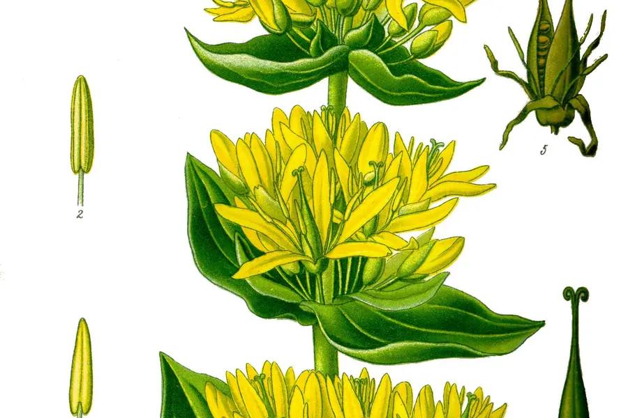 Gentiane jaune (Gentiana lutea)