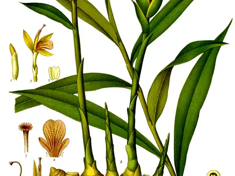 Gingembre (Zingiber officinale)