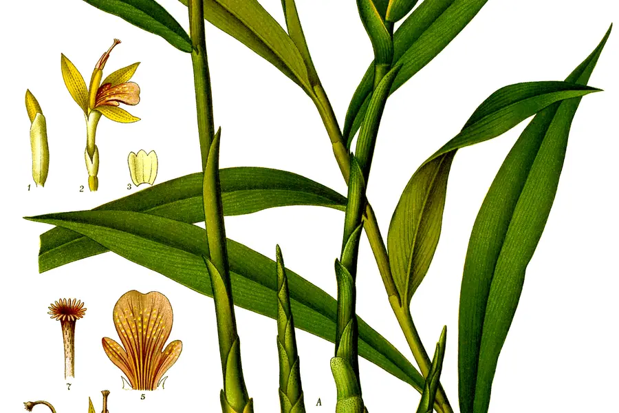 Gingembre (Zingiber officinale)