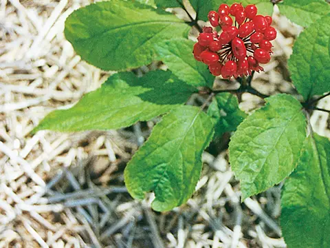 Ginseng (Panax ginseng)