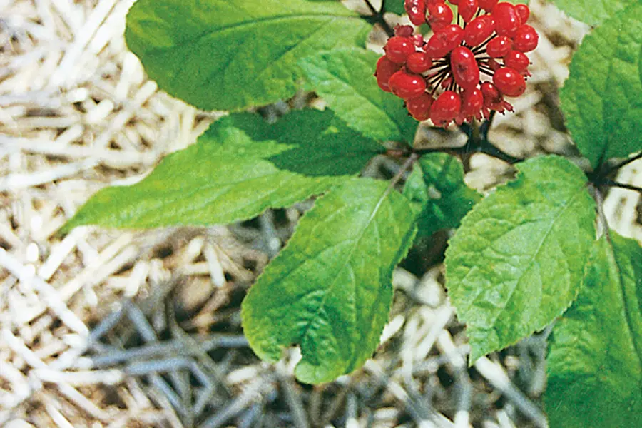 Ginseng (Panax ginseng)