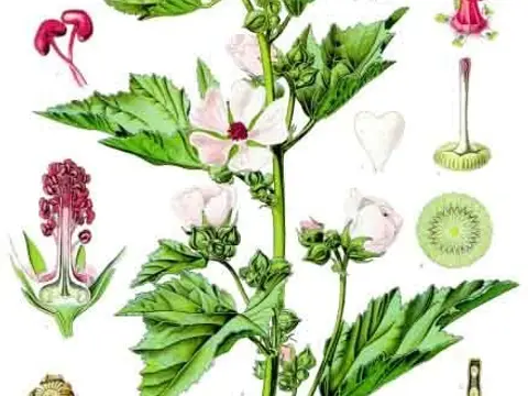 Guimauve (Althaea officinalis)