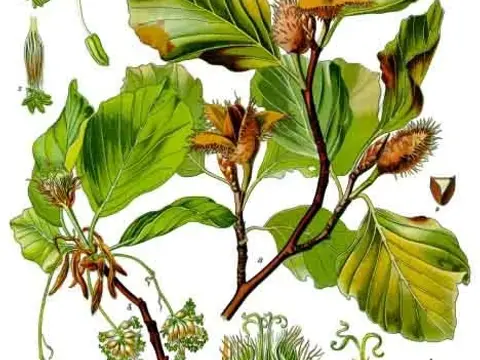 Hêtre (Fagus sylvatica)