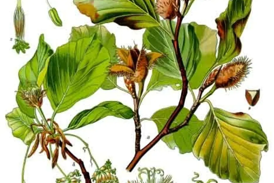 Hêtre (Fagus sylvatica)