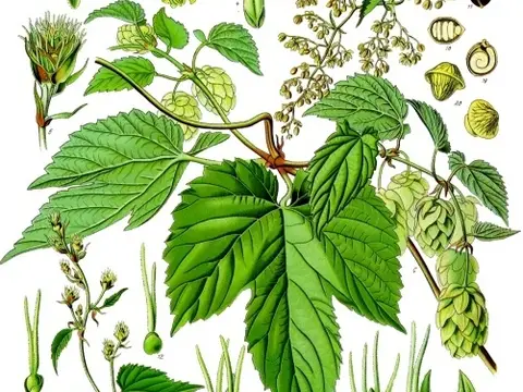 Houblon (Humulus lupulus)