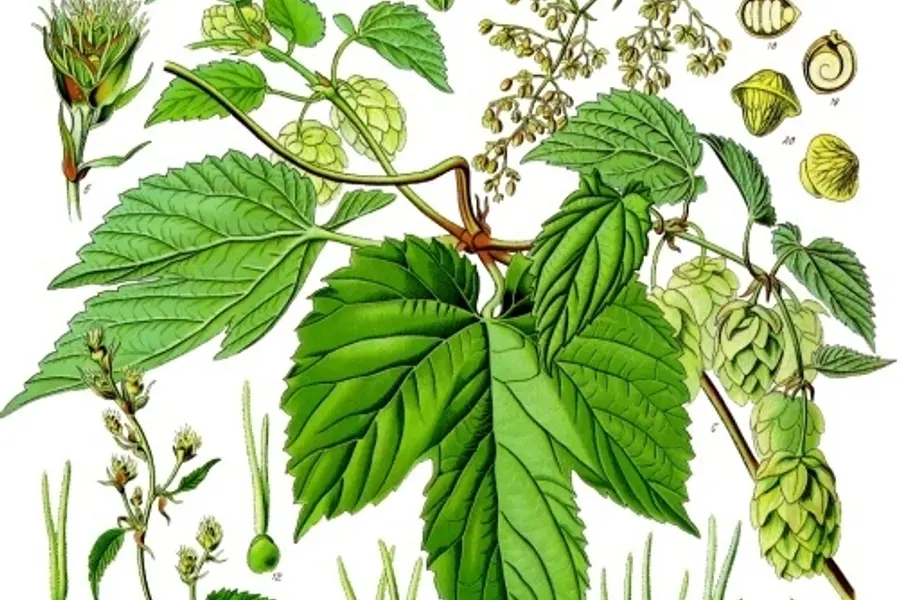 Houblon (Humulus lupulus)