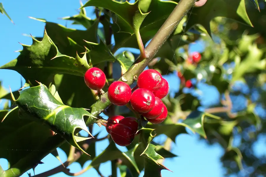 Houx (Ilex aquifolium)