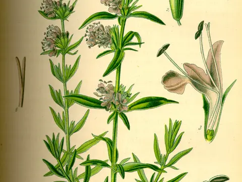 Hysope (Hyssopus officinalis)