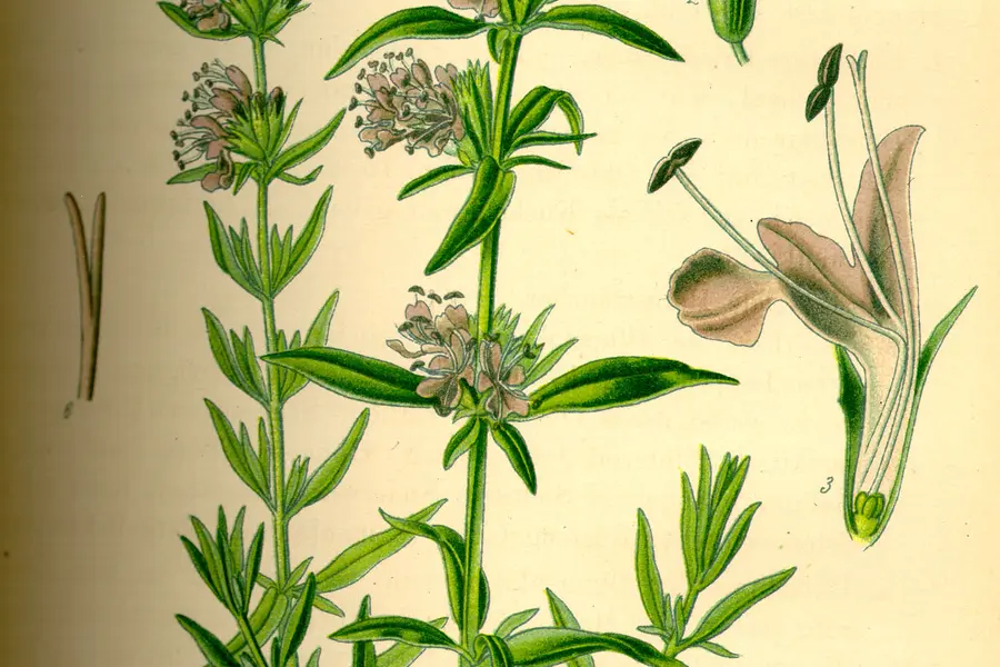 Hysope (Hyssopus officinalis)