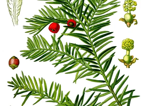 If (Taxus baccata)