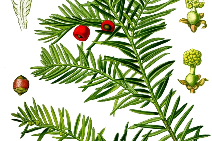 If (Taxus baccata)