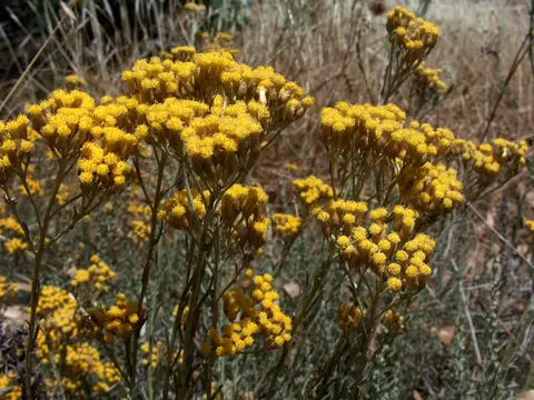 Immortelle (Helichrysum italicum)