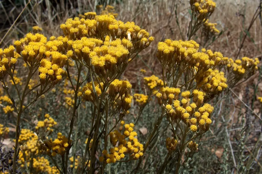 Immortelle (Helichrysum italicum)