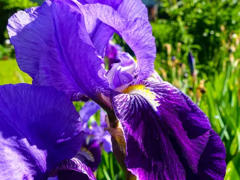 Iris (Iris germanica)