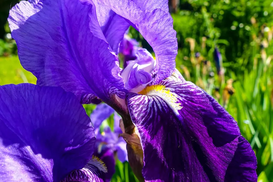 Iris (Iris germanica)