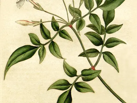 Jasmin (Jasminum officinale)