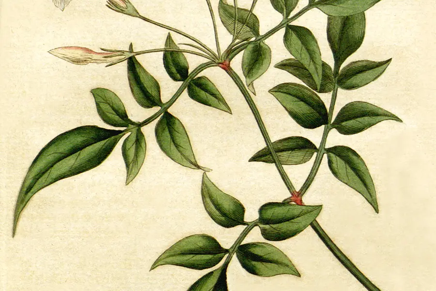 Jasmin (Jasminum officinale)