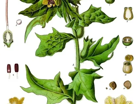 Jusquiame noire (Hyoscyamus niger)