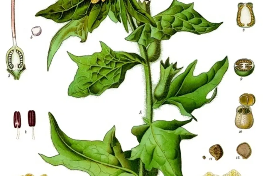 Jusquiame noire aux fleurs veinées de pourpre