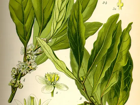 Laurier-sauce (Laurus nobilis)