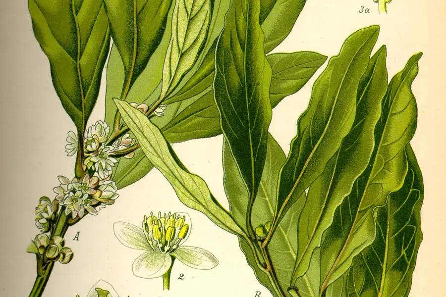 Laurier-sauce (Laurus nobilis)
