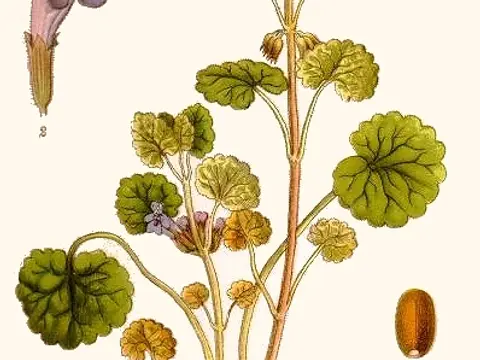 Lierre terrestre (Glechoma hederacea)