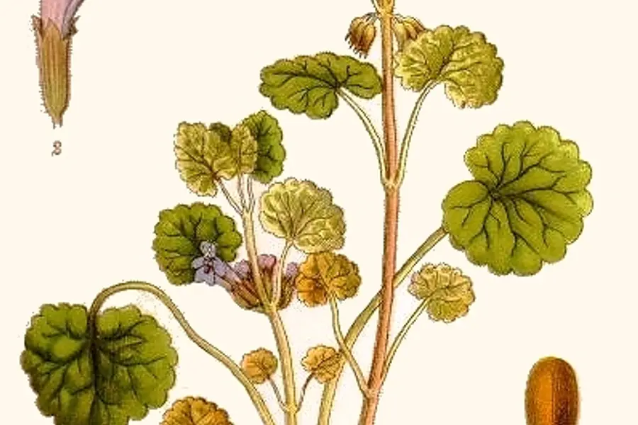 Lierre terrestre (Glechoma hederacea)
