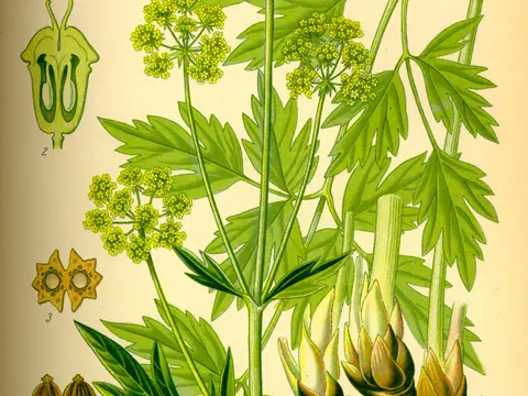 Livèche (Levisticum officinale)