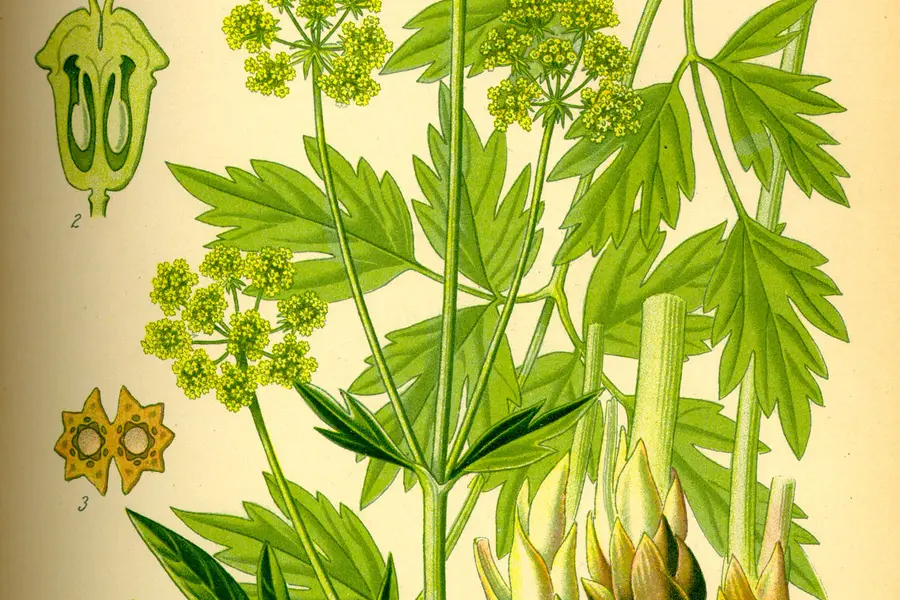 Livèche (Levisticum officinale)