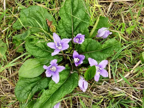 Mandragore (Mandragora officinarum)