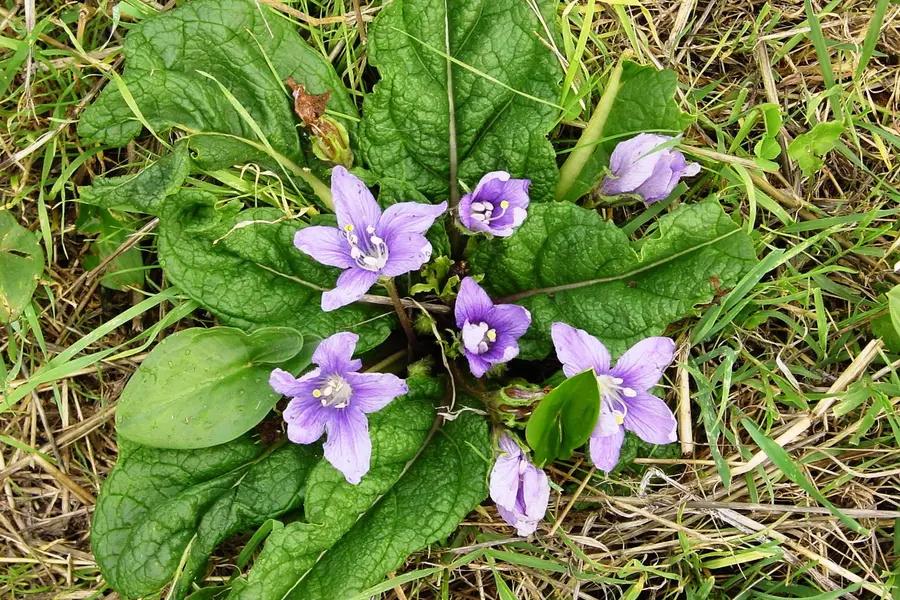 Mandragore, racine à forme humaine